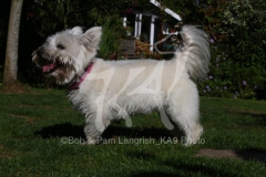 Terrier - West Highland White