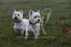 Terrier - West Highland White