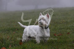 Terrier - West Highland White