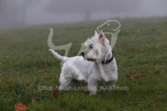 Terrier - West Highland White