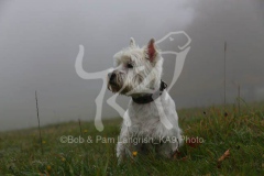 Terrier - West Highland White