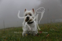 Terrier - West Highland White