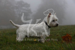 Terrier - West Highland White