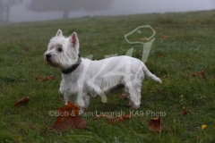 Terrier - West Highland White