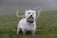 Terrier - West Highland White