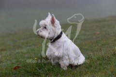 Terrier - West Highland White