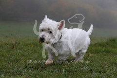 Terrier - West Highland White