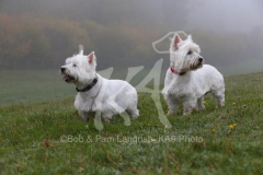 Terrier - West Highland White