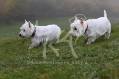 Terrier - West Highland White