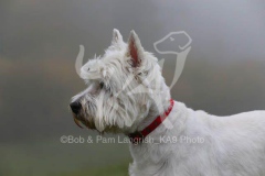 Terrier - West Highland White