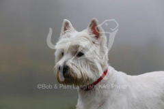 Terrier - West Highland White