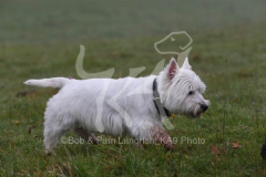 Terrier - West Highland White