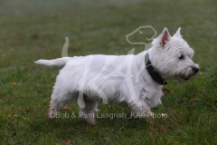 Terrier - West Highland White