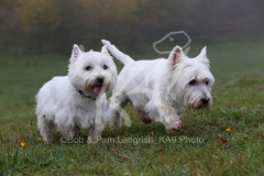 Terrier - West Highland White