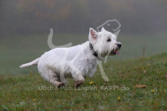 Terrier - West Highland White