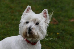 Terrier - West Highland White