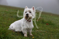 Terrier - West Highland White