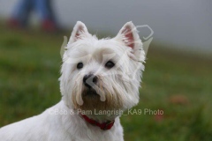Terrier - West Highland White
