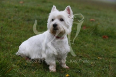 Terrier - West Highland White