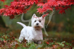 Terrier - West Highland White