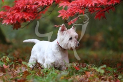 Terrier - West Highland White