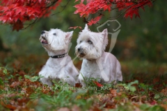 Terrier - West Highland White