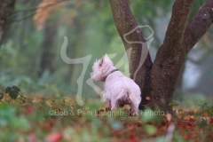Terrier - West Highland White