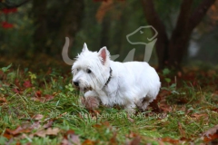 Terrier - West Highland White