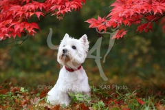 Terrier - West Highland White