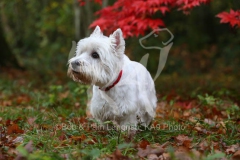 Terrier - West Highland White