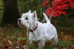 Terrier - West Highland White