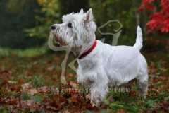 Terrier - West Highland White