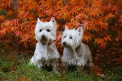 Terrier - West Highland White