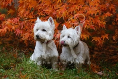 Terrier - West Highland White