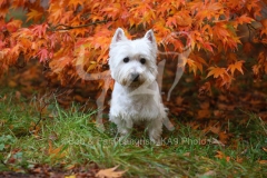 Terrier - West Highland White