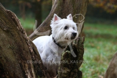 Terrier - West Highland White