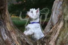 Terrier - West Highland White
