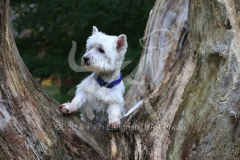 Terrier - West Highland White