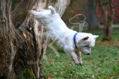 Terrier - West Highland White