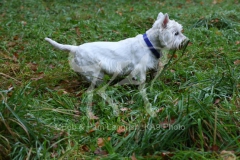 Terrier - West Highland White