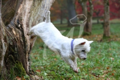 Terrier - West Highland White