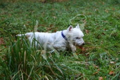 Terrier - West Highland White