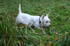 Terrier - West Highland White