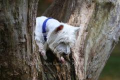 Terrier - West Highland White