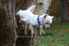 Terrier - West Highland White