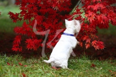 Terrier - West Highland White