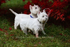 Terrier - West Highland White