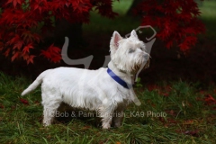 Terrier - West Highland White