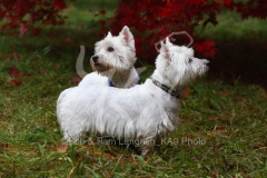 Terrier - West Highland White