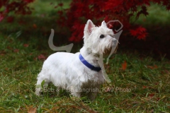 Terrier - West Highland White